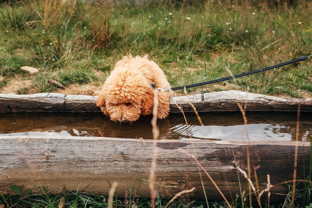 Le chiot boit de l'eau dans la nature