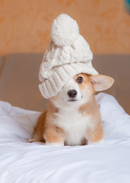 un chiot avec un bonnet est assis sur le lit à la maison