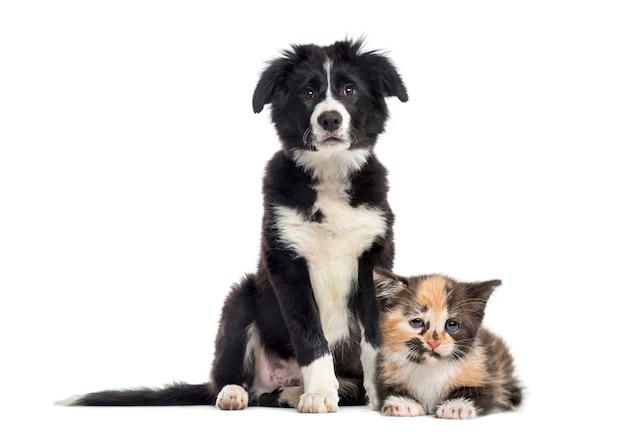 Chiot border collie et chaton European Shorthair, in front of white background