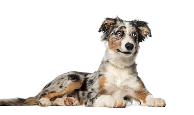 Chiot Border Collie devant un mur blanc