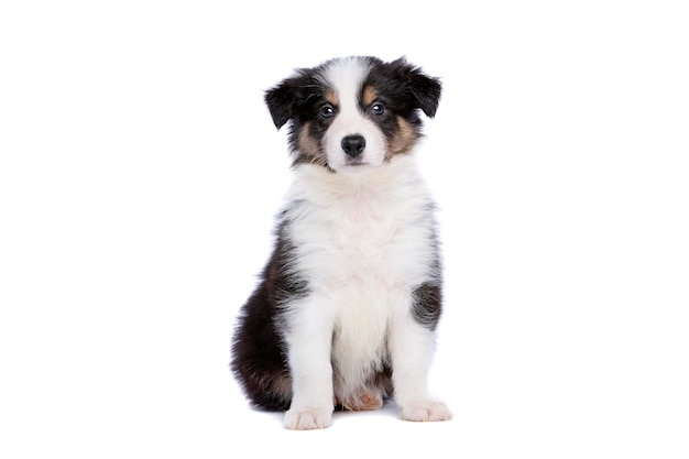 Chiot border collie