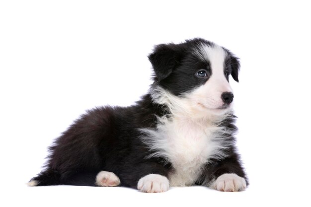 Chiot border collie