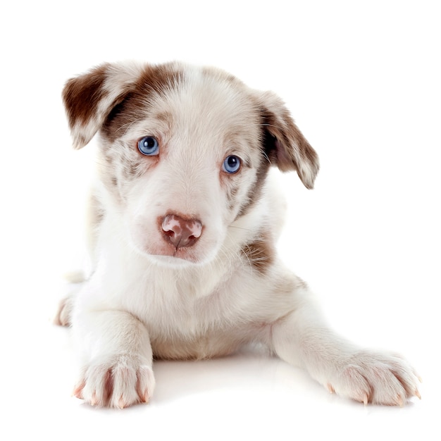 Chiot Border Collie