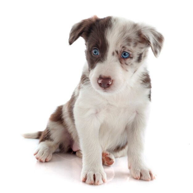 chiot border collie