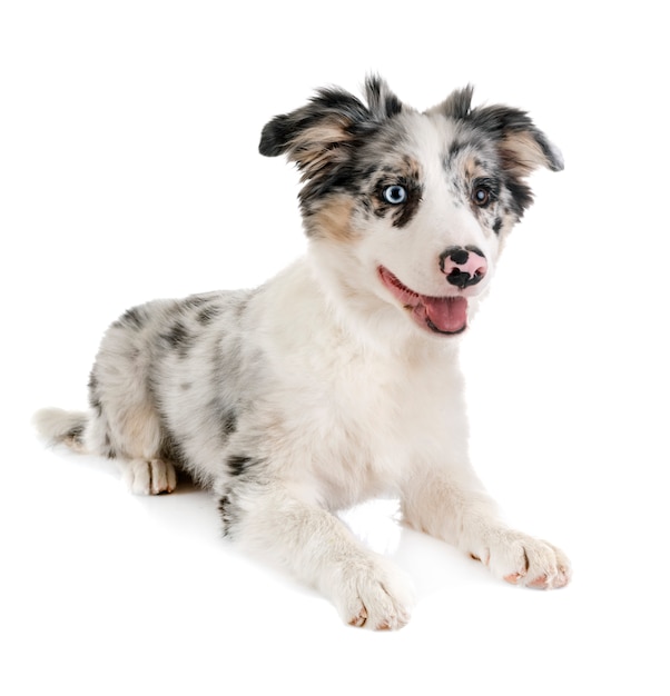 chiot border collie