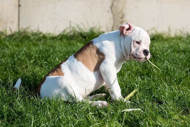 Chiot bouledogue américain blanc mange du maïs sur la nature