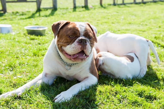 Chiot bouledogue américain drôle avec chien adulte de mère