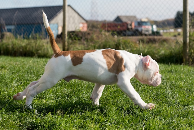 Chiot bouledogue américain jouant dans la nature