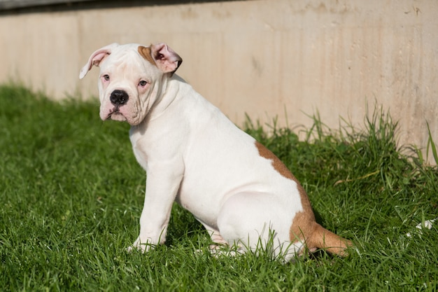 Chiot bouledogue américain mignon sur la nature