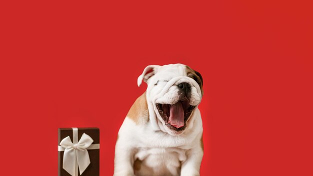 Un chiot bouledogue anglais sur fond rouge Un chien pur-sang et une boîte cadeau