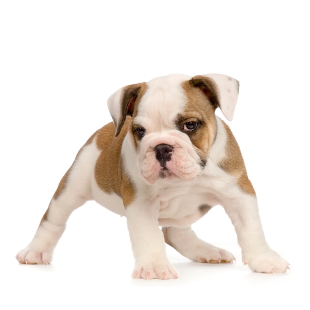 Chiot bouledogue anglais