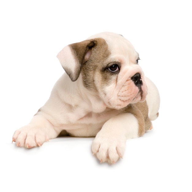 Chiot bouledogue anglais