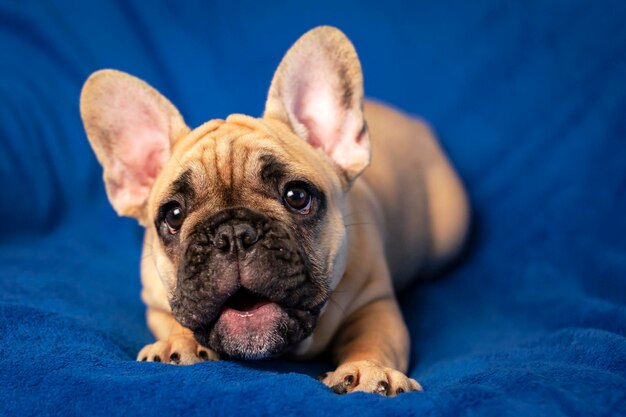 Chiot bouledogue français allongé sur le lit et regardant la caméra...