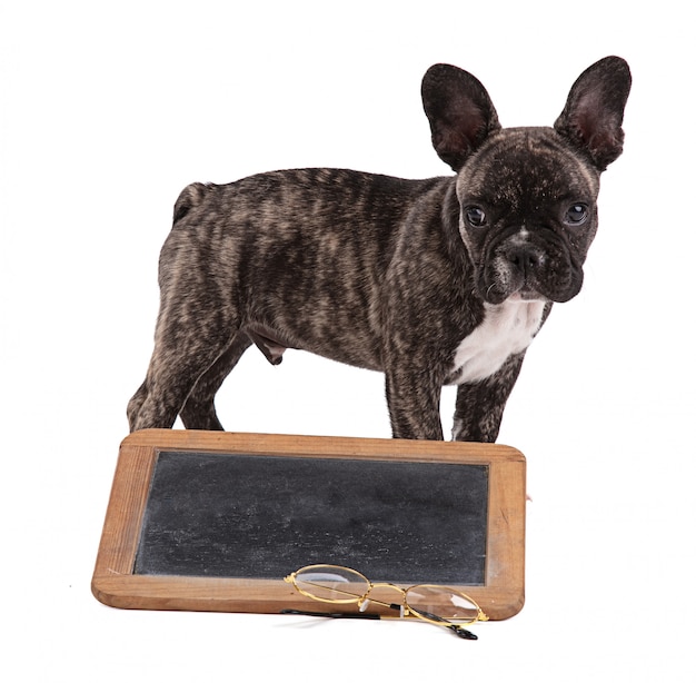 Chiot bouledogue français avec ardoise école noire