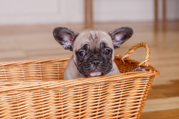 Chiot bouledogue français assis dans un panier