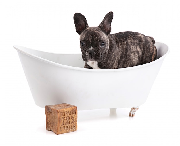 Chiot bouledogue français dans la baignoire