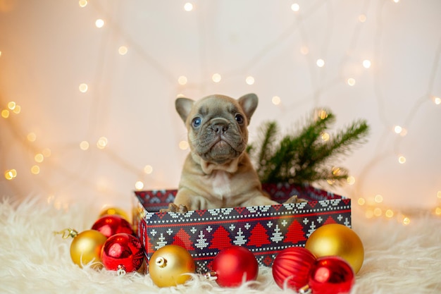 Chiot bouledogue français dans une boîte fond de nouvel an Noël