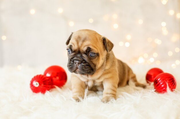 Chiot bouledogue français dans les décorations de Noël