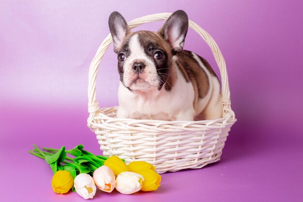 Chiot bouledogue français dans un panier de fleurs