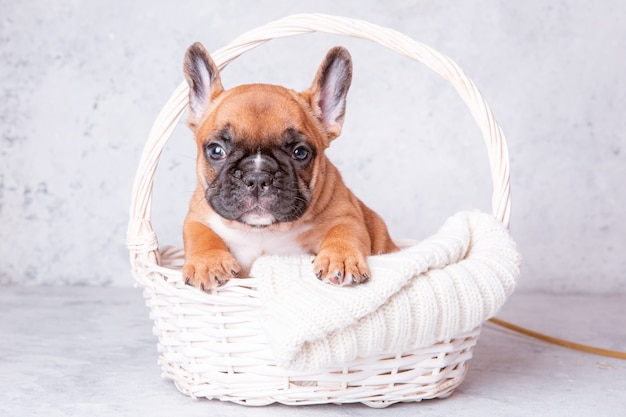 Un chiot bouledogue français dans un panier