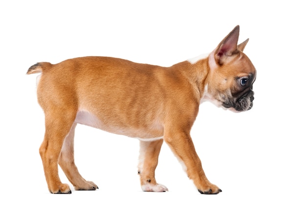 Chiot bouledogue français devant un mur blanc