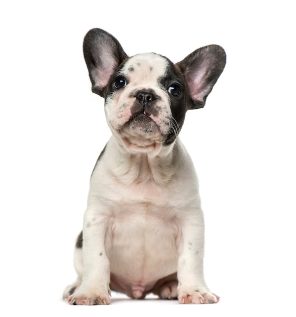 Chiot bouledogue français devant un mur blanc