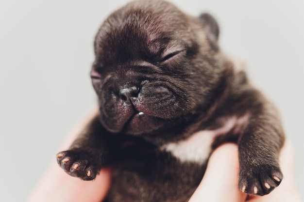 Chiot bouledogue français dormant