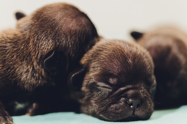 Chiot bouledogue français dormant