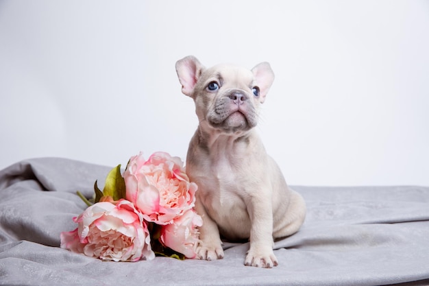 Chiot bouledogue français avec des fleurs de printemps sur fond blanc