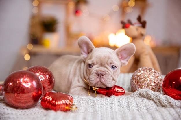 Un chiot bouledogue français sur fond d'animaux mignons du Nouvel An