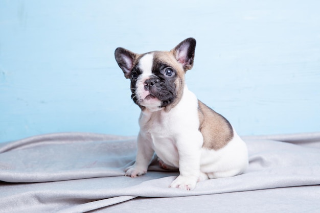 Chiot bouledogue français sur fond bleu concept d'animaux mignons