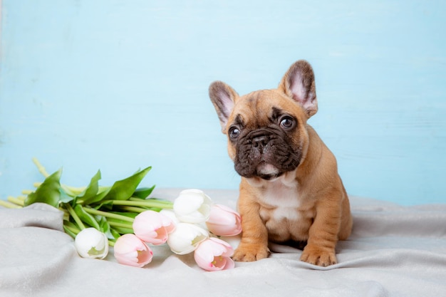 Un chiot bouledogue français sur fond bleu