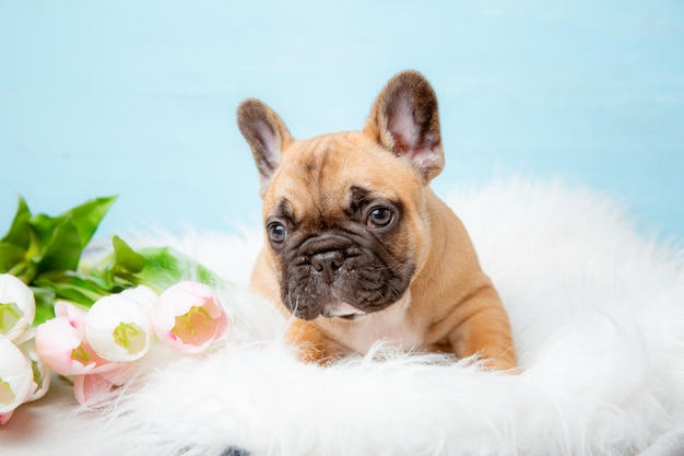 Un chiot bouledogue français sur fond bleu