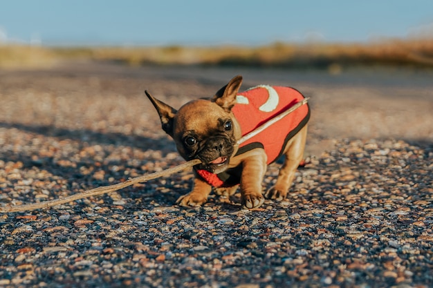 Chiot bouledogue français jouant avec un bâton.