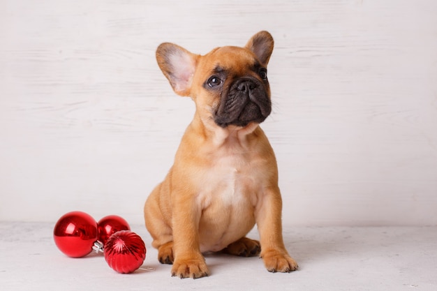 Chiot Bouledogue Français Sur Marbre