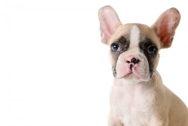 Chiot bouledogue français mignon à la recherche isolé