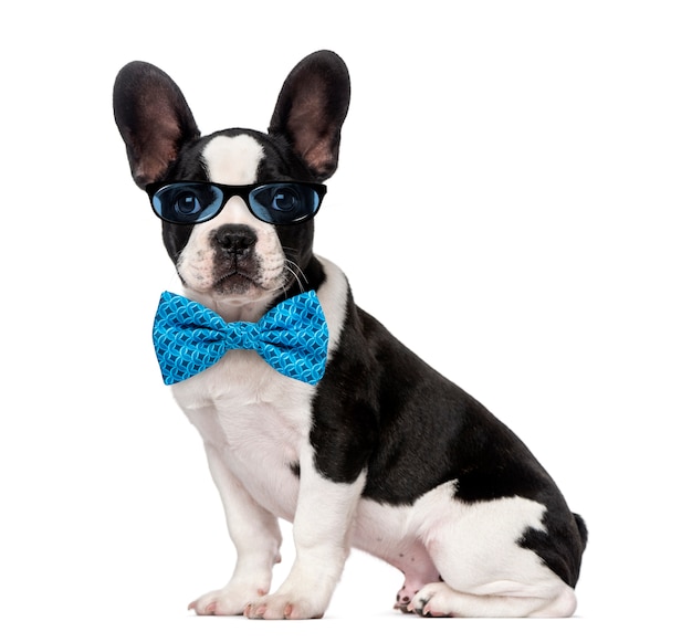 Chiot bouledogue français portant des lunettes et un nœud papillon