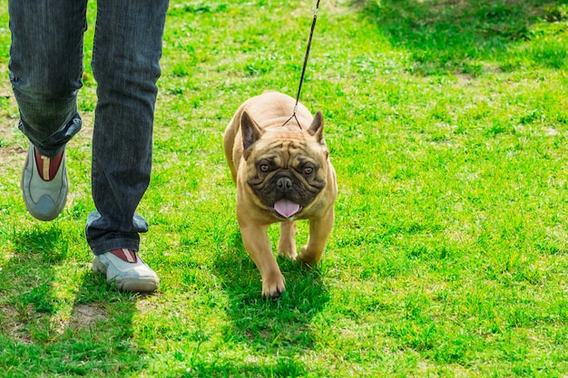 Chiot bouledogue français sur une promenade d'herbe verte