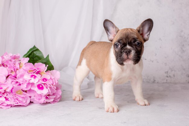 Un chiot bouledogue français se dresse sur un fond gris avec des fleurs