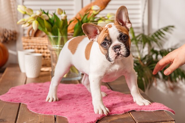 Chiot bouledogue français se dresse sur un tapis rose