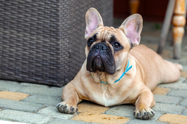 Photo un chiot bouledogue français se repose dans le pays