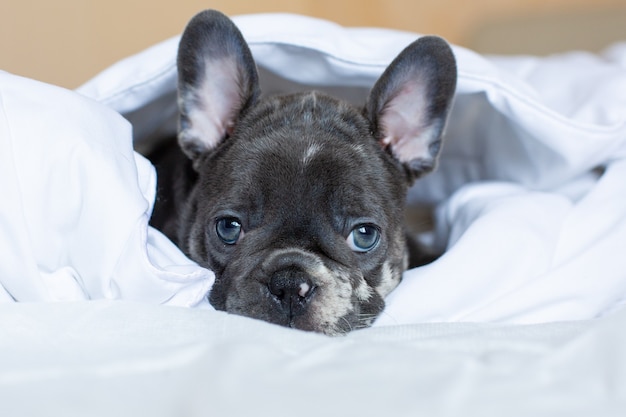 Un chiot bouledogue français se trouve sur un lit sous une couverture à la maison