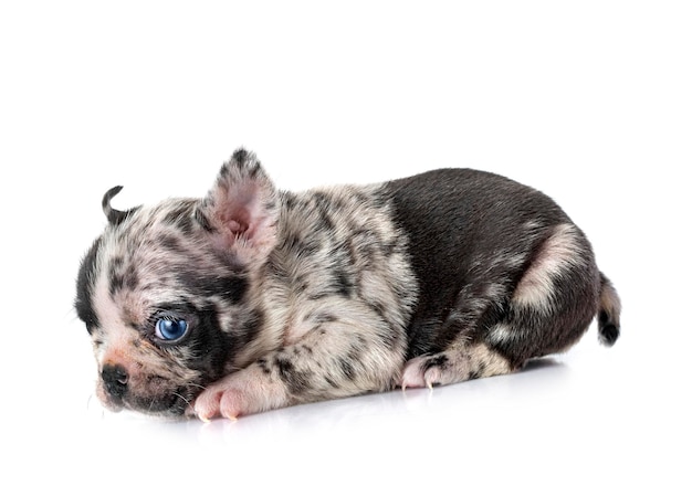 Chiot bouledogue français en studio