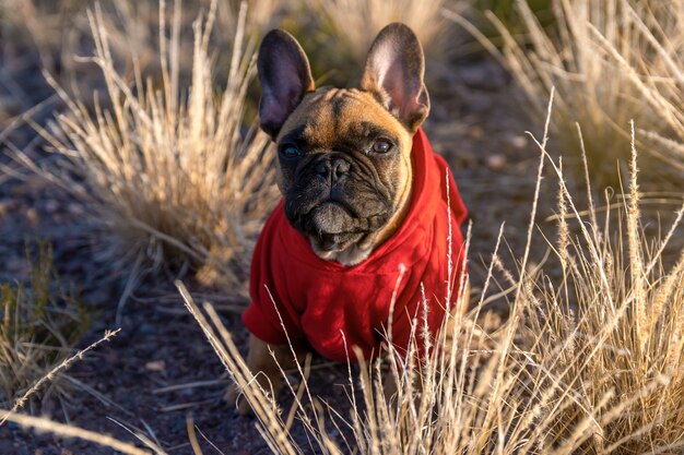 Photo chiot bouledogue français sur le terrain.