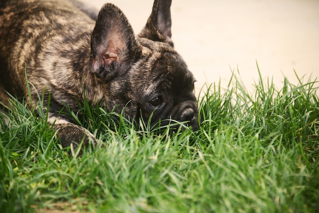 Photo chiot bouledogue français