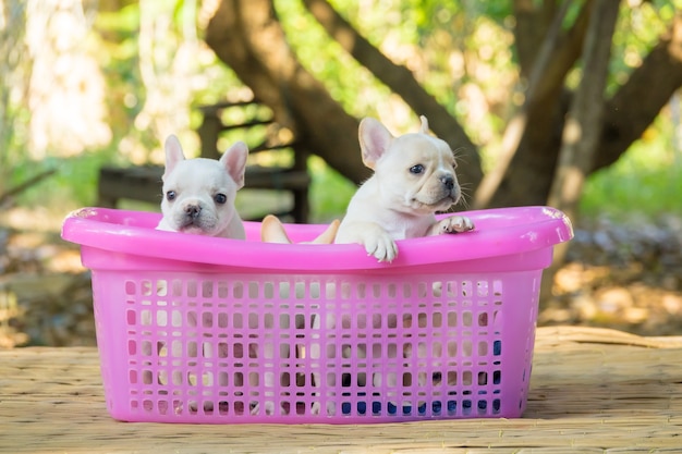 Chiot bouledogue français