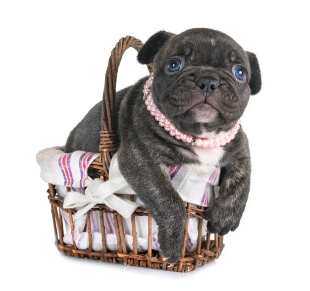 chiot bouledogue français