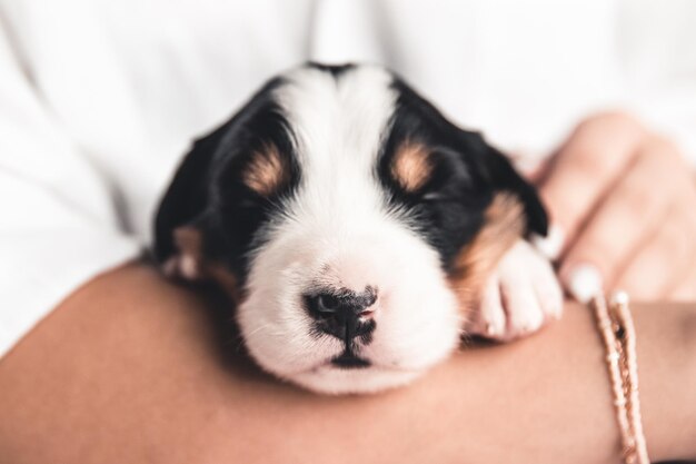 Chiot bouvier bernois en mains féminines, soins pour animaux, nouveau-nés