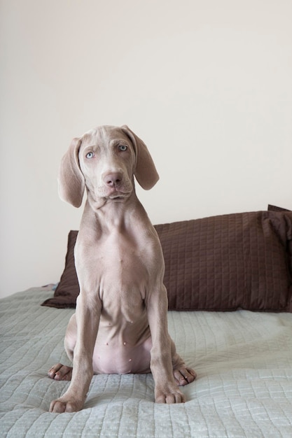 Un chiot Braque de Weimar assis sur un lit