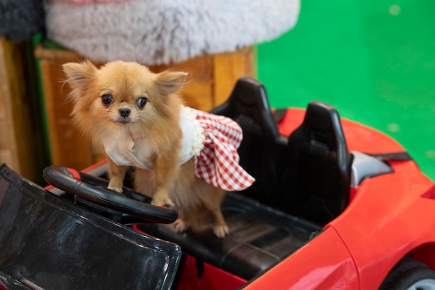 Chiot brun animal vêtu d'une jupe rouge